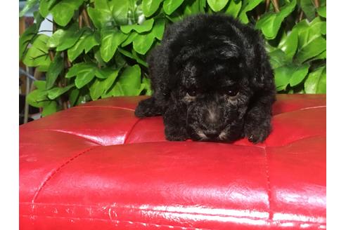 成約済の京都府のトイプードル-90092