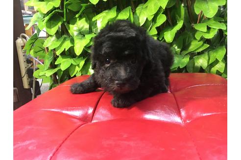 成約済の京都府のトイプードル-90092の5枚目