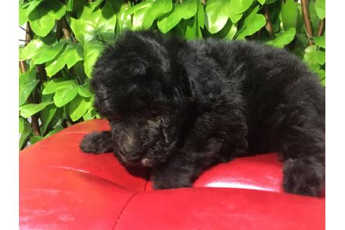 成約済の京都府のトイプードル-90092の4枚目