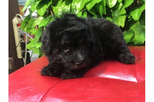 成約済の京都府のトイプードル-90092の3枚目