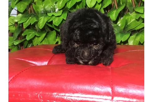 成約済の京都府のトイプードル-90092の2枚目