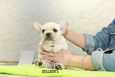 成約済の東京都のフレンチブルドッグ-90093の4枚目