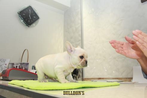 成約済の東京都のフレンチブルドッグ-90093の3枚目