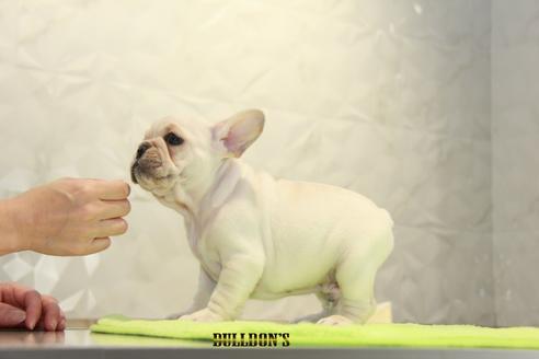 成約済の東京都のフレンチブルドッグ-90093の2枚目