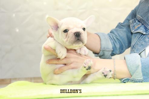 成約済の東京都のフレンチブルドッグ-90095の1枚目