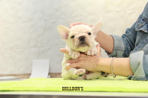 成約済の東京都のフレンチブルドッグ-90095の5枚目