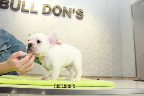 成約済の東京都のフレンチブルドッグ-90095の4枚目