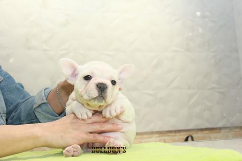 成約済の東京都のフレンチブルドッグ-90100の1枚目