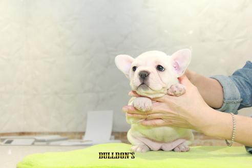 成約済の東京都のフレンチブルドッグ-90100の5枚目