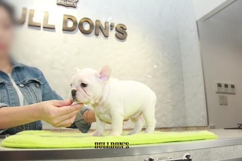 成約済の東京都のフレンチブルドッグ-90100の4枚目