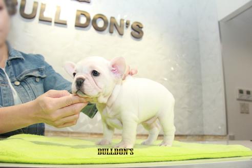 成約済の東京都のフレンチブルドッグ-90100の3枚目