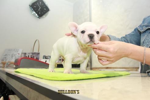 成約済の東京都のフレンチブルドッグ-90100の2枚目