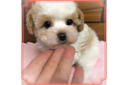 東京都のタイニープードル 女の子 19 12 30生まれ 珍しいパーティーカラー ホワイト レッド 子犬id 709 ブリーダーナビ