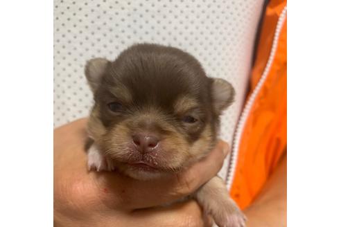 成約済の岐阜県のチワワ(ロングコート)-89246の4枚目