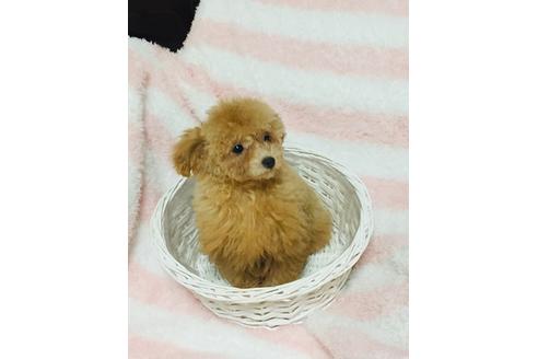 成約済の兵庫県のトイプードル-86129の1枚目