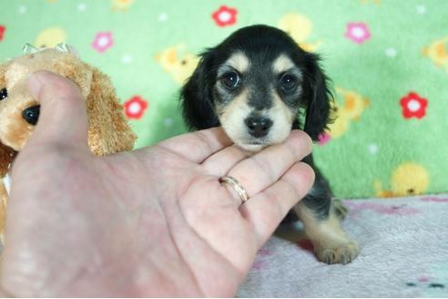 成約済の兵庫県のカニンヘンダックスフンド(ロングヘアード)-89761の1枚目