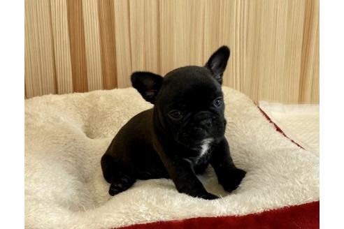 成約済の香川県のフレンチブルドッグ-90159の1枚目