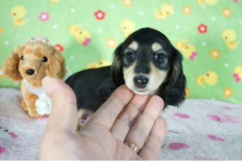 成約済の兵庫県のミニチュアダックスフンド(ロングヘアード)-88445の1枚目