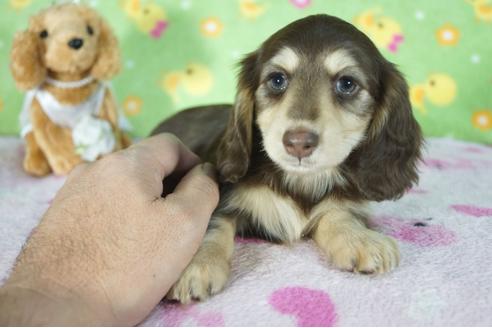 成約済の兵庫県のミニチュアダックスフンド(ロングヘアード)-88442の1枚目