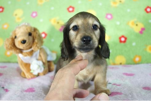 成約済の兵庫県のミニチュアダックスフンド(ロングヘアード)-89499の2枚目