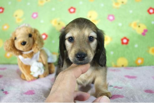 成約済の兵庫県のミニチュアダックスフンド(ロングヘアード)-89499の1枚目