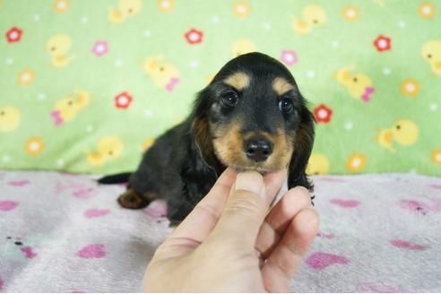 成約済の兵庫県のミニチュアダックスフンド(ロングヘアード)-89497の1枚目