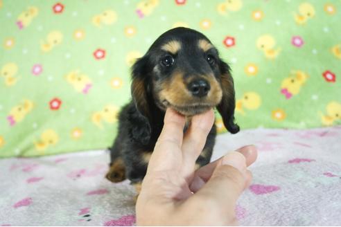 成約済の兵庫県のミニチュアダックスフンド(ロングヘアード)-89497の3枚目