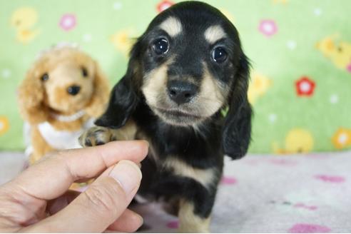 成約済の兵庫県のミニチュアダックスフンド(ロングヘアード)-89503の1枚目