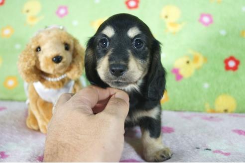 成約済の兵庫県のミニチュアダックスフンド(ロングヘアード)-89503の3枚目