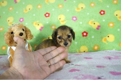 成約済の兵庫県のカニンヘンダックスフンド(ロングヘアード)-90170の6枚目