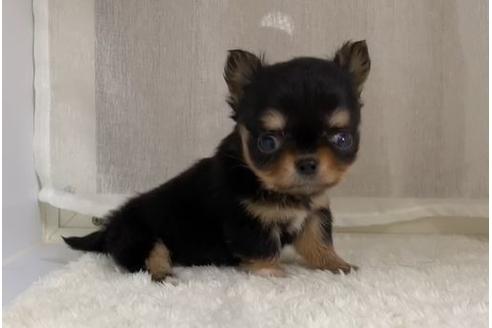 成約済の香川県のチワワ(ロングコート)-90171の1枚目