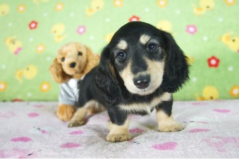 成約済の兵庫県のミニチュアダックスフンド(ロングヘアード)-90173の3枚目