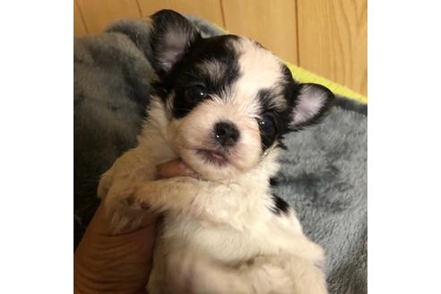 成約済の岡山県のチワマル:チワワ×マルチーズ-90199の1枚目