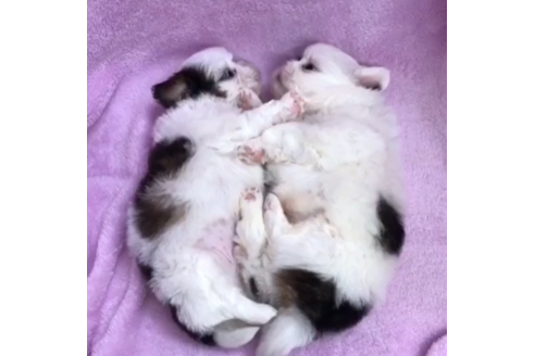 成約済の茨城県のシーズー-90226の4枚目