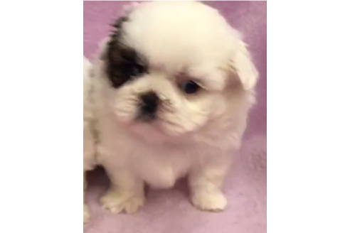 成約済の茨城県のシーズー-90229の5枚目