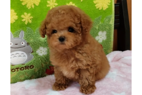 沖縄県のティーカッププードル 男の子 19 12 07生まれ アプリコット お鼻の短い可愛い男の子 子犬id ブリーダーナビ