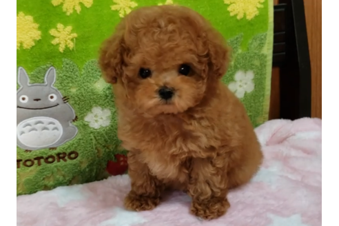 沖縄県のティーカッププードル 男の子 19 12 07生まれ アプリコット お鼻の短い可愛い男の子 子犬id ブリーダーナビ