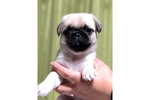 成約済の埼玉県のミックス犬-90243の3枚目