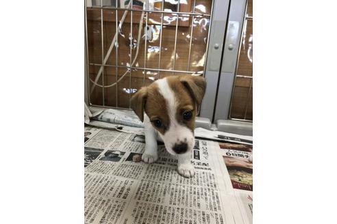 成約済の千葉県のジャックラッセルテリア-89466の2枚目