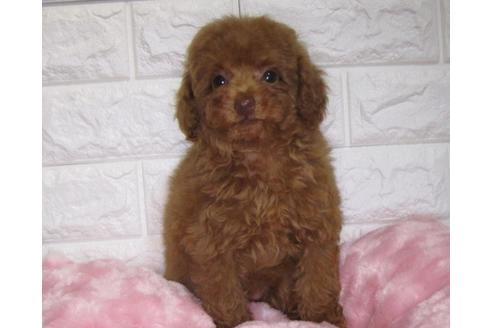 成約済の茨城県のトイプードル-90250の3枚目