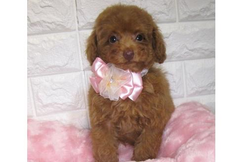 成約済の茨城県のトイプードル-90250の2枚目