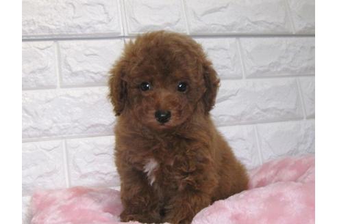 成約済の茨城県のトイプードル-90251