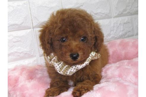 成約済の茨城県のトイプードル-90251の3枚目