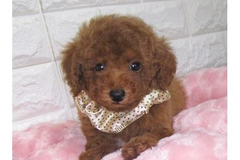 成約済の茨城県のトイプードル-90251の2枚目