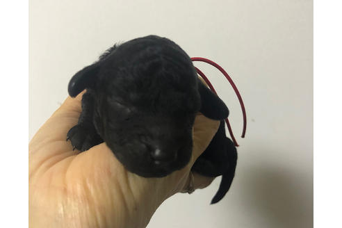 成約済の千葉県のトイプードル-90279の2枚目