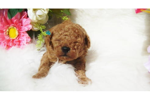 成約済の福岡県のティーカッププードル-89011の12枚目