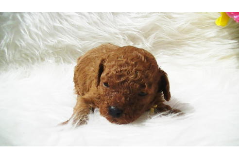 成約済の福岡県のティーカッププードル-89012の16枚目