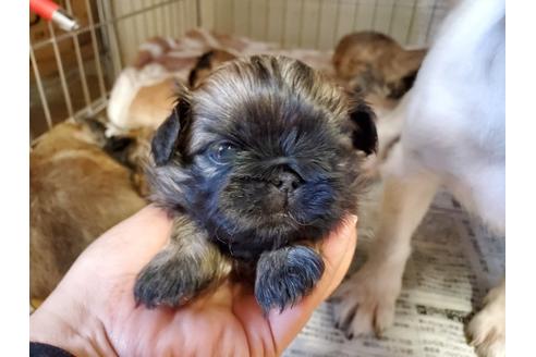 成約済の愛知県のペキニーズ-89640の1枚目