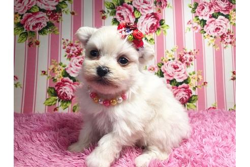成約済の秋田県のミックス犬-89188の2枚目