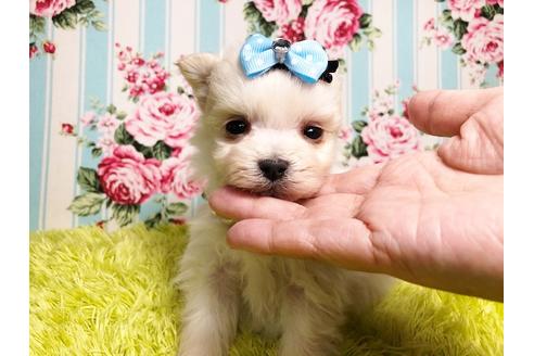 成約済の秋田県のミックス犬-89187